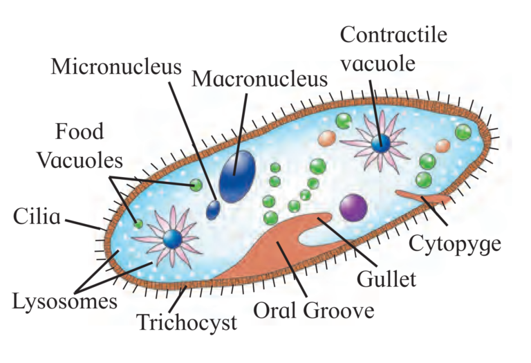 Chapter Systematics Of Living Organisms