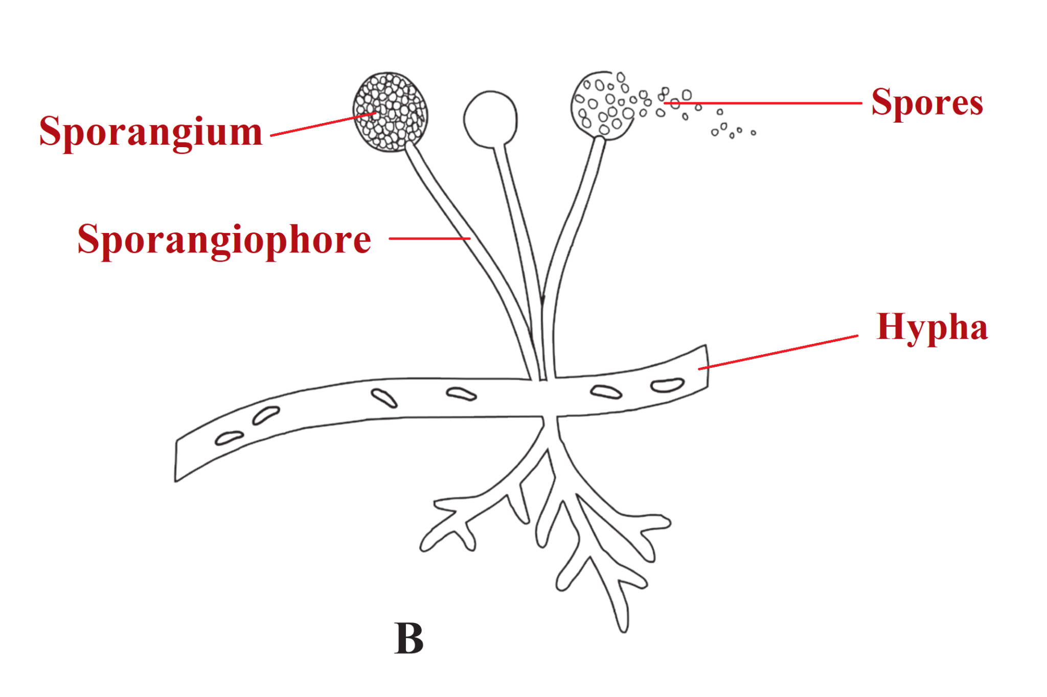 Chapter 2: Systematics of Living Organisms