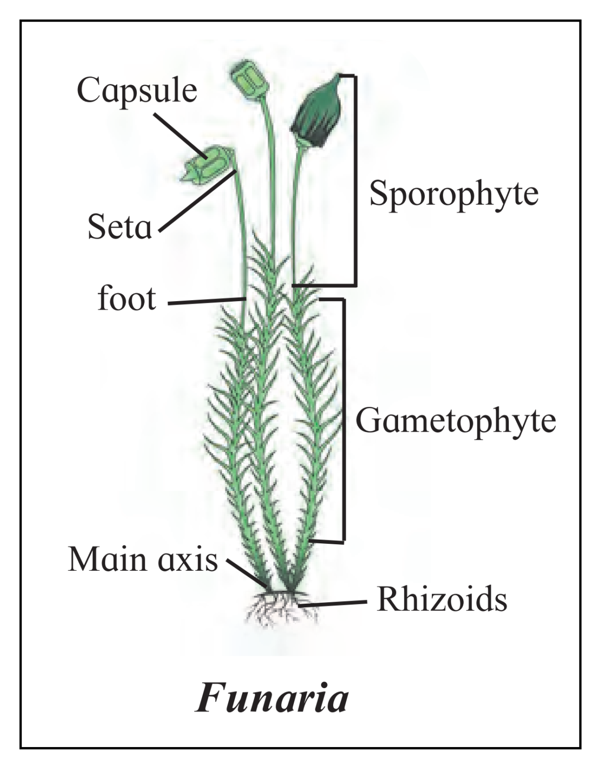 Chapter 3: Kingdom Plantae