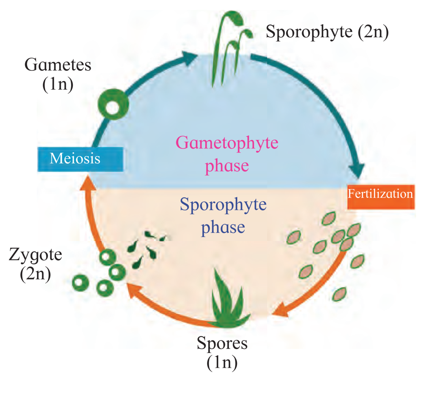 Chapter 3: Kingdom Plantae