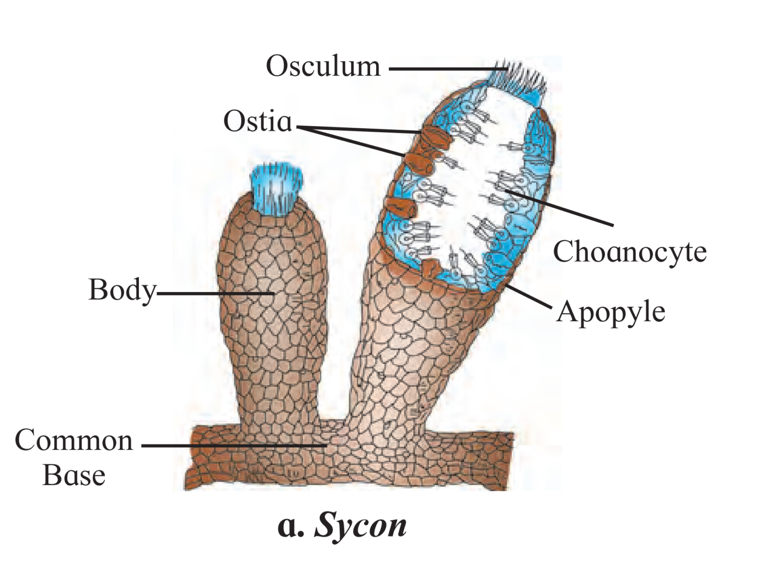 Sycon Sypha Chapter – 4 : Kingdom Animalia