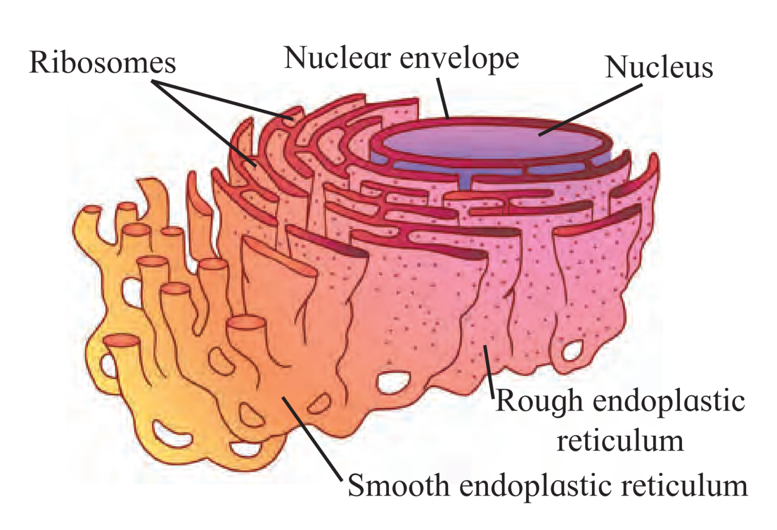 5. Cell Structure And Organization