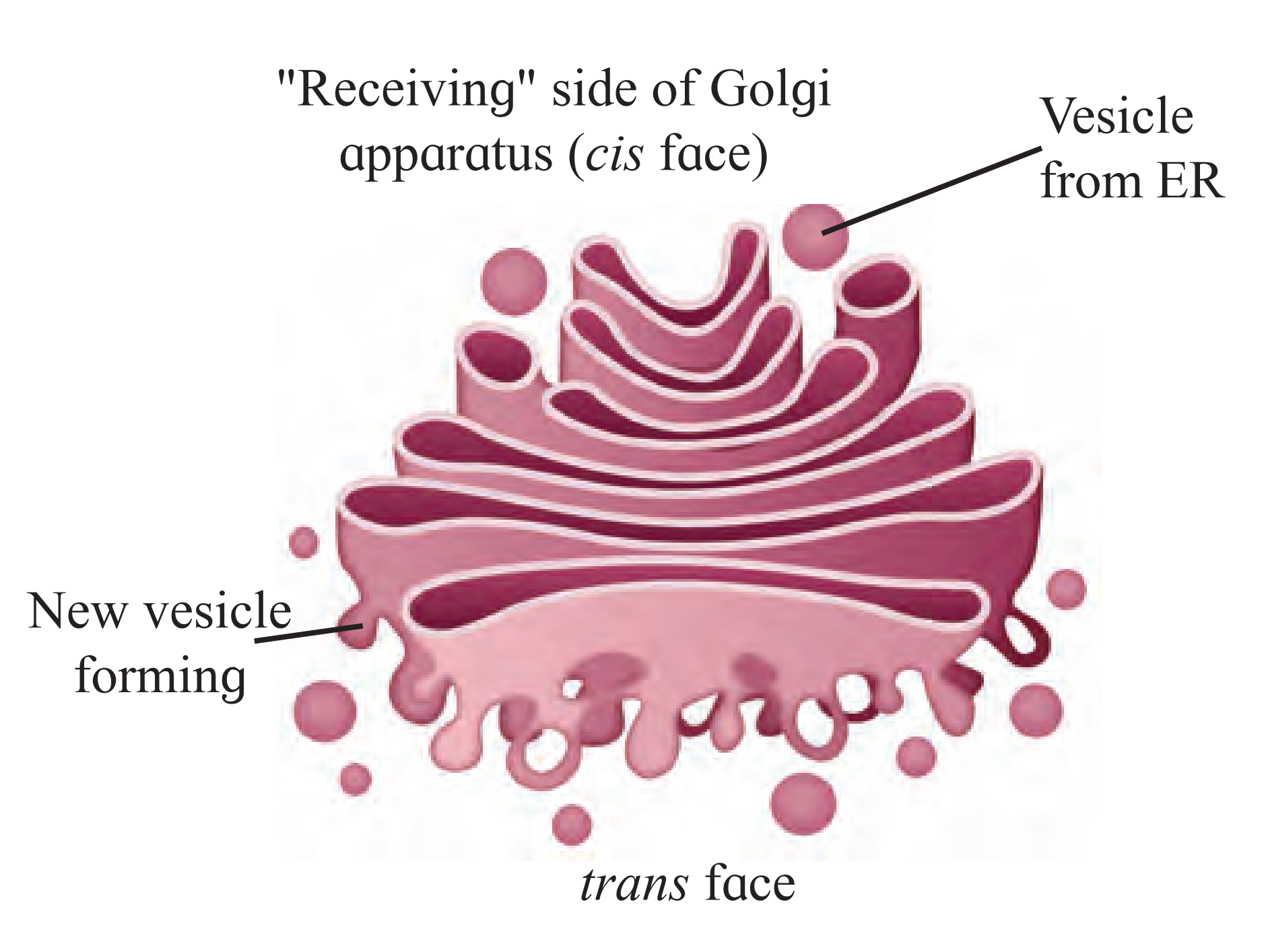 Cisternae Golgi