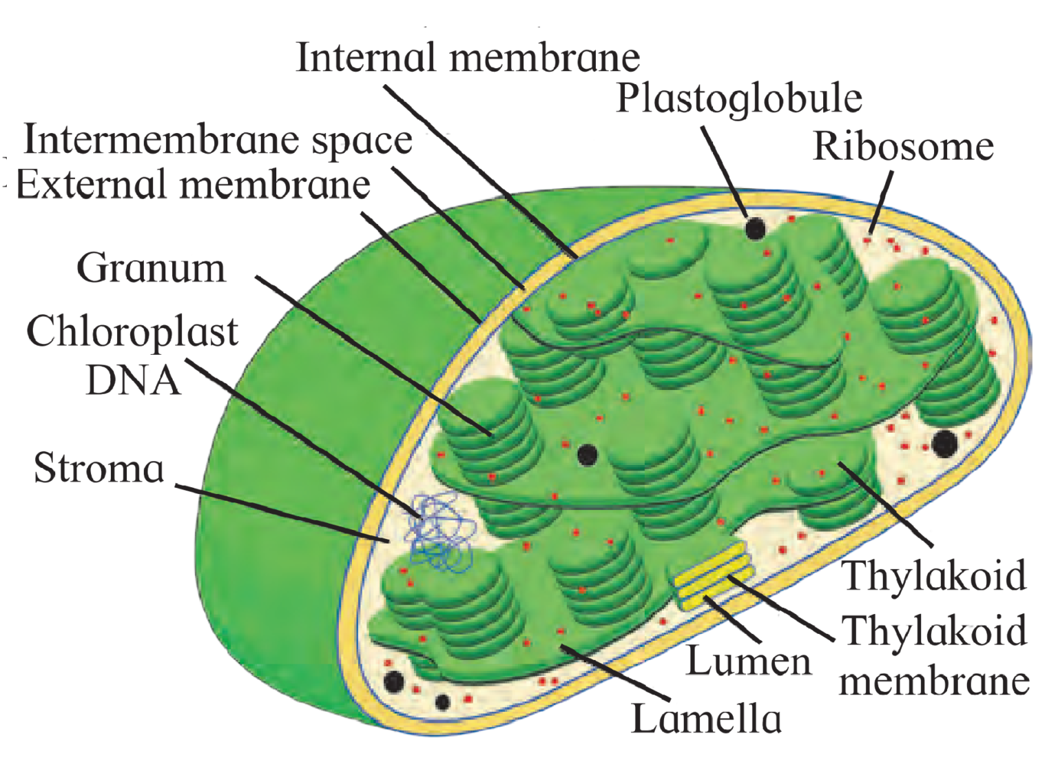 5. Cell Structure And Organization