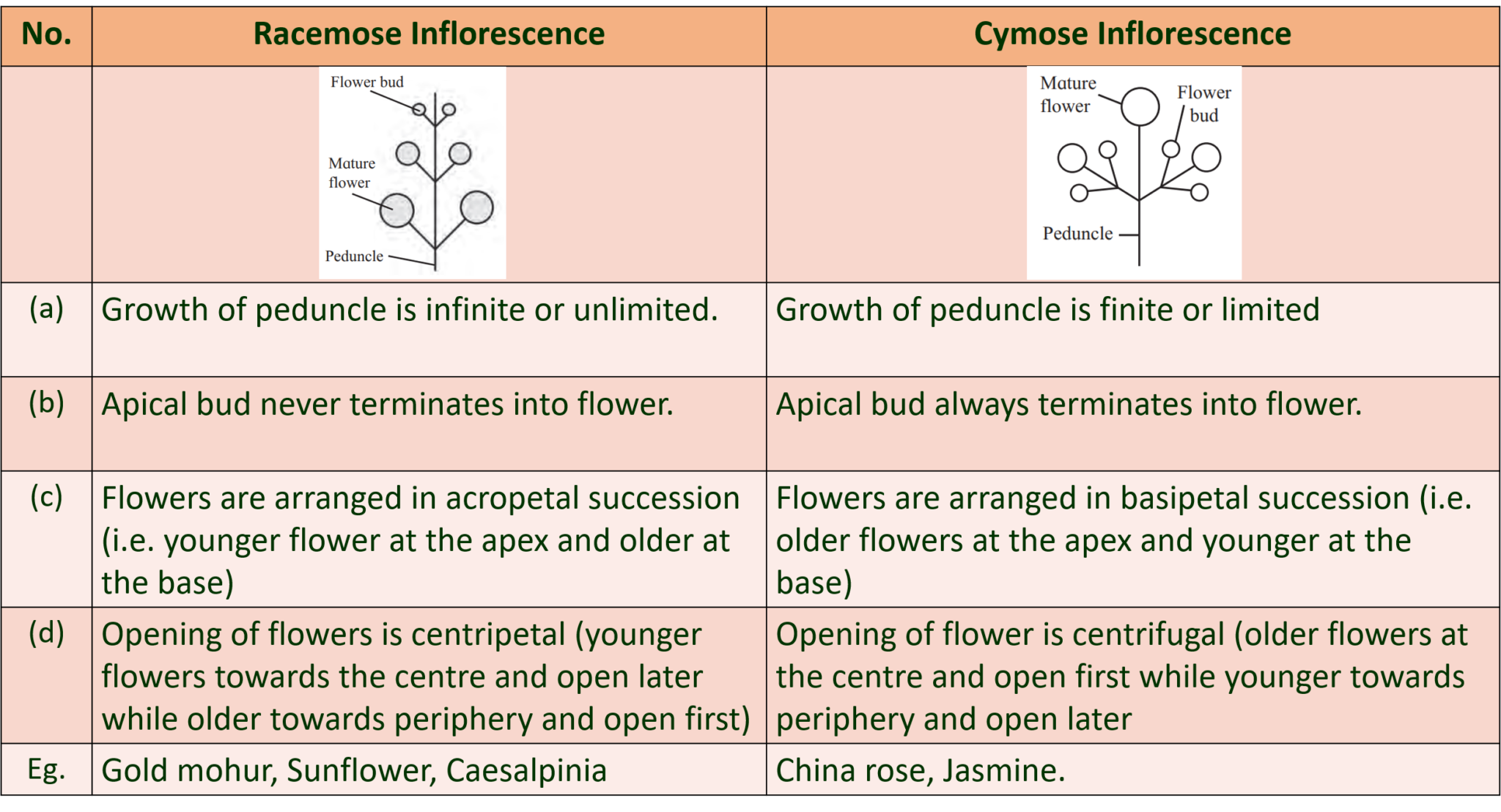 biology-9-morphology-of-flowering-plants